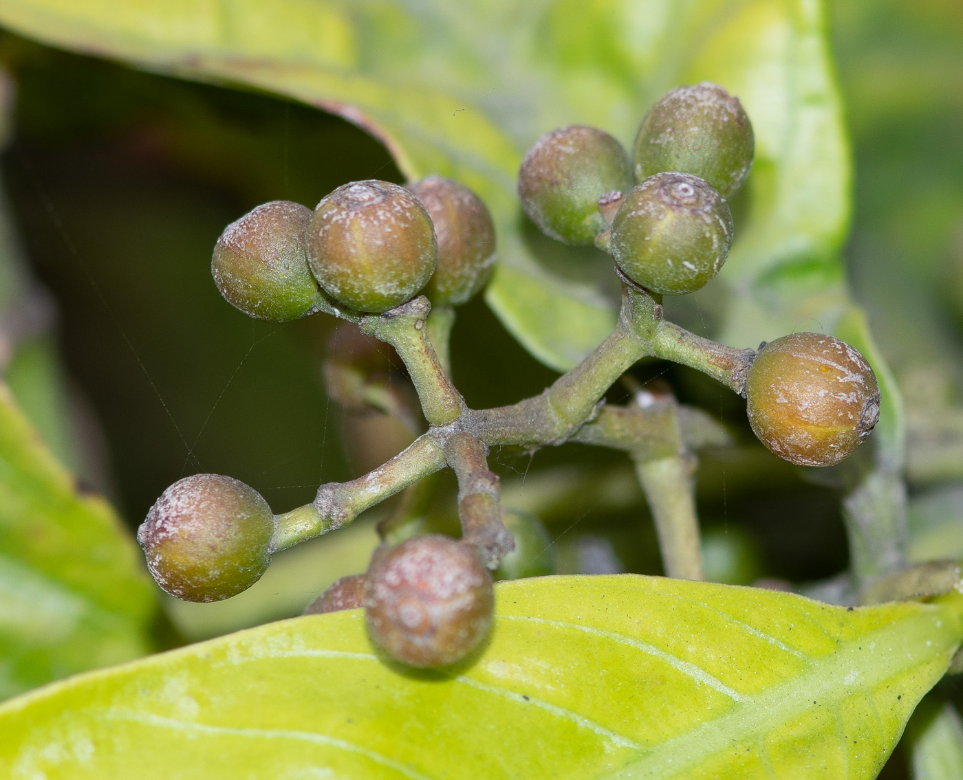 Изображение особи Psychotria viridis.