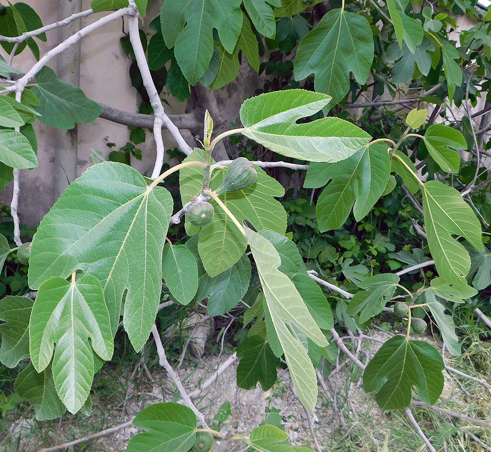 Изображение особи Ficus carica.