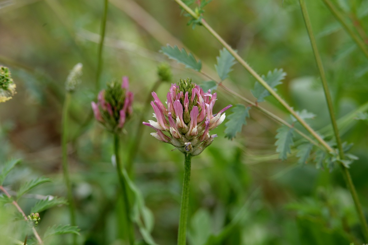 Image of Astragalus platyphyllus specimen.