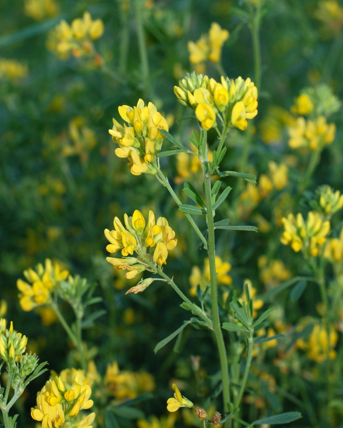 Изображение особи Medicago falcata.