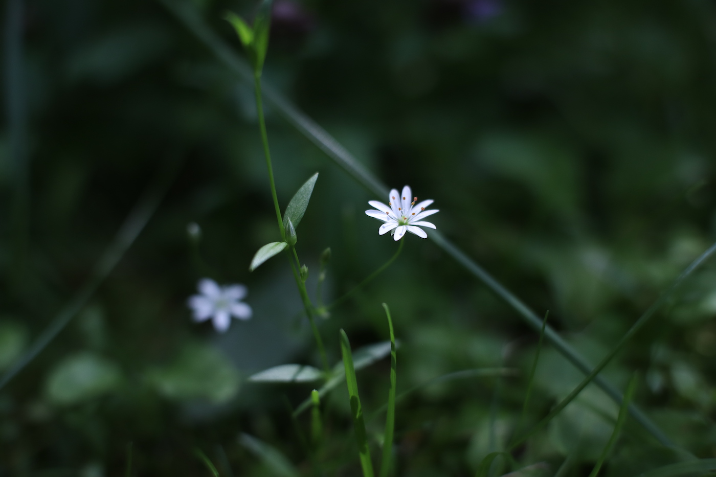 Image of genus Stellaria specimen.