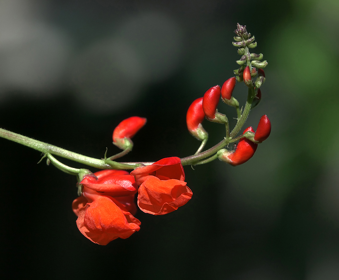 Изображение особи Phaseolus coccineus.