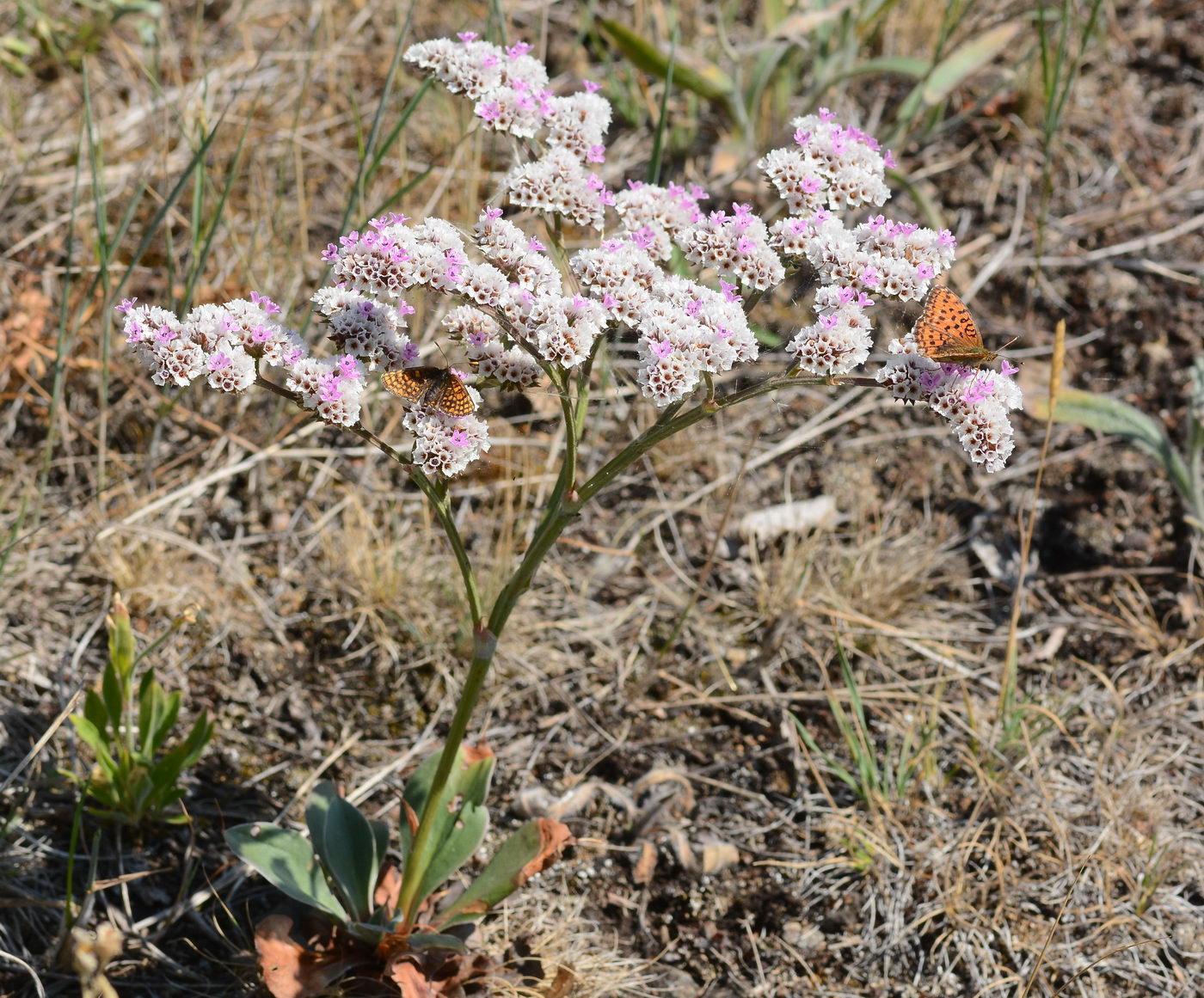 Изображение особи Goniolimon speciosum.