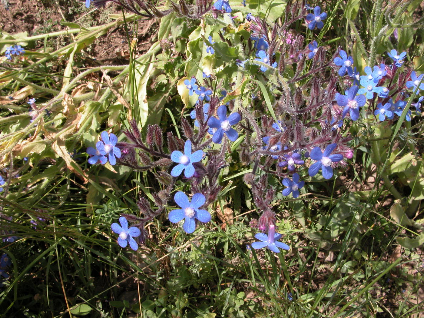 Image of Anchusa azurea specimen.