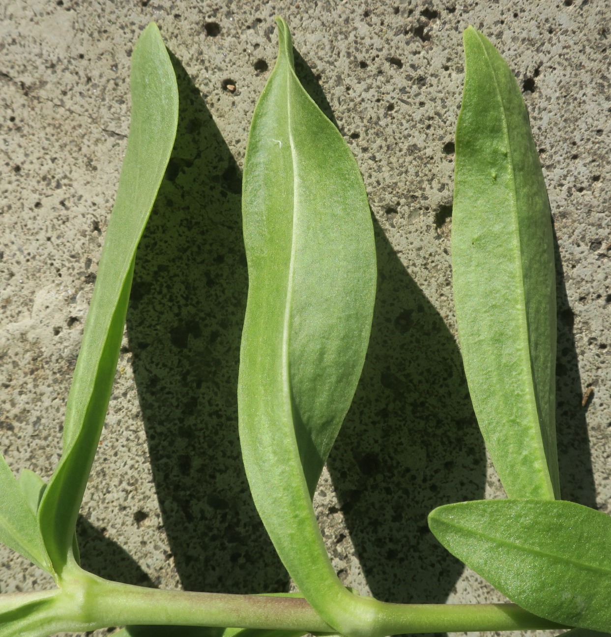 Image of Gypsophila perfoliata specimen.