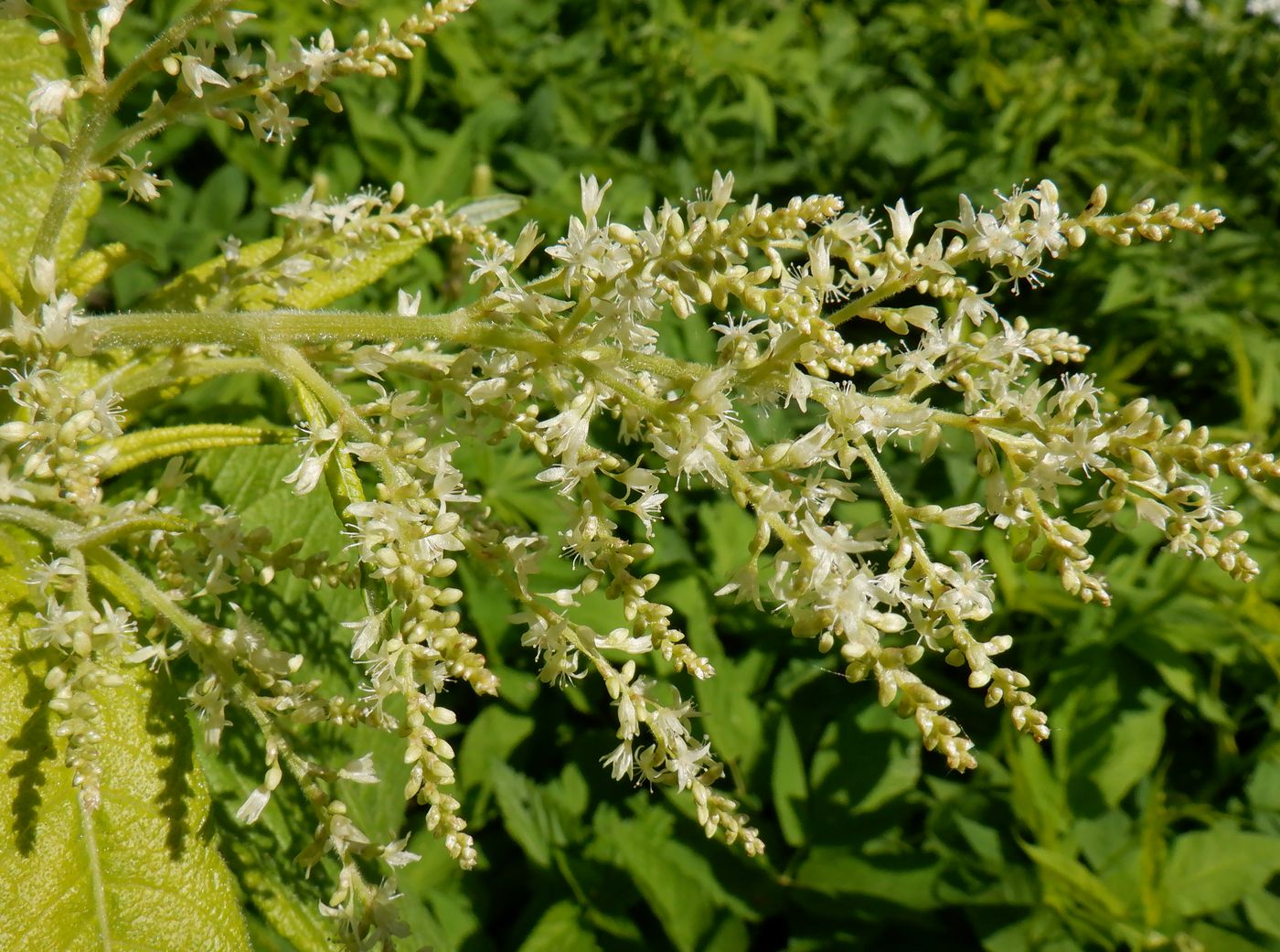 Image of Aconogonon weyrichii specimen.