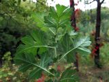 Crataegus rhipidophylla