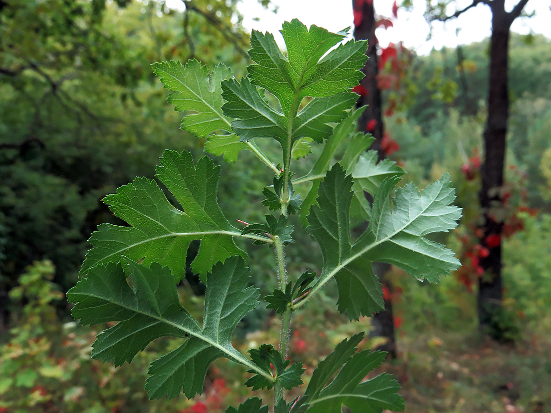 Image of Crataegus rhipidophylla specimen.