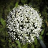 Allium cepa