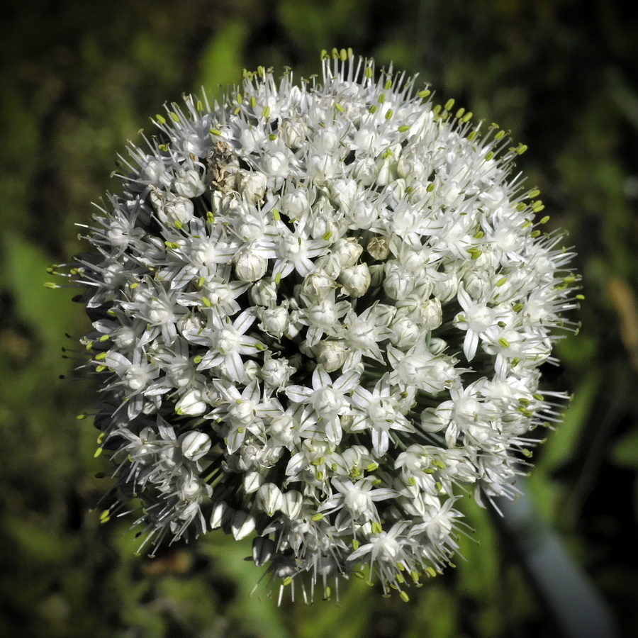 Image of Allium cepa specimen.