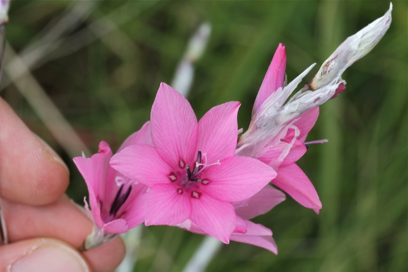 Image of Dierama latifolium specimen.