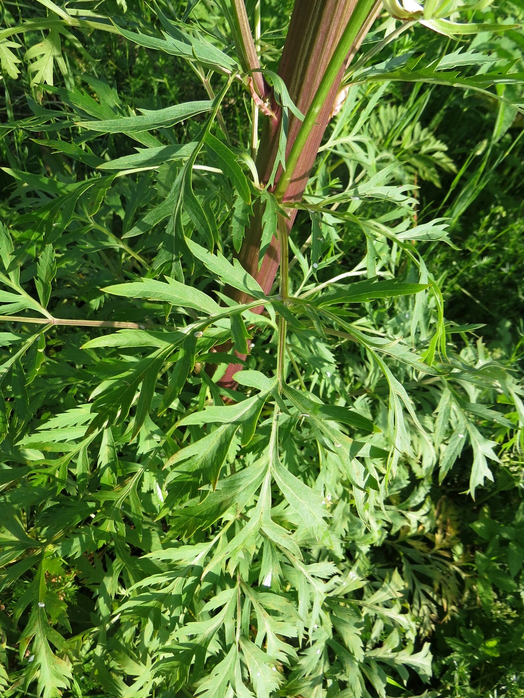 Image of Pleurospermum uralense specimen.