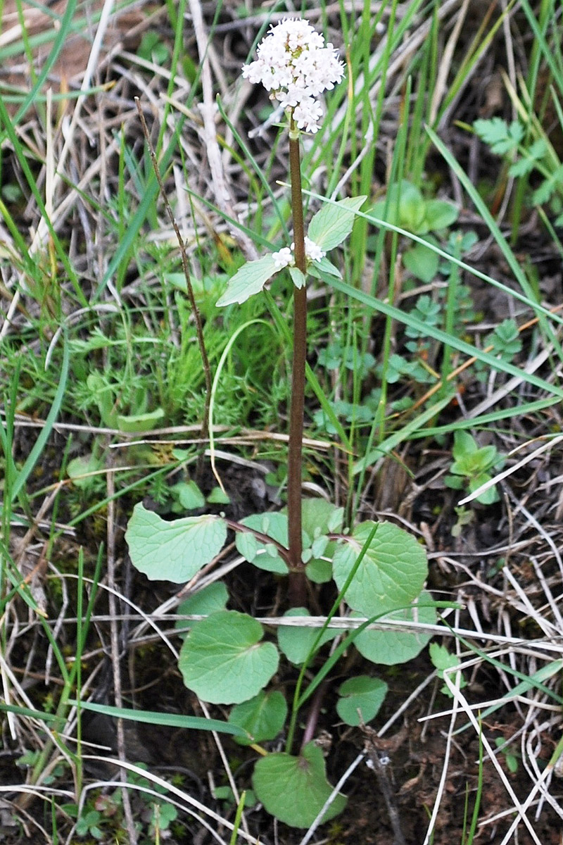 Изображение особи Valeriana ficariifolia.