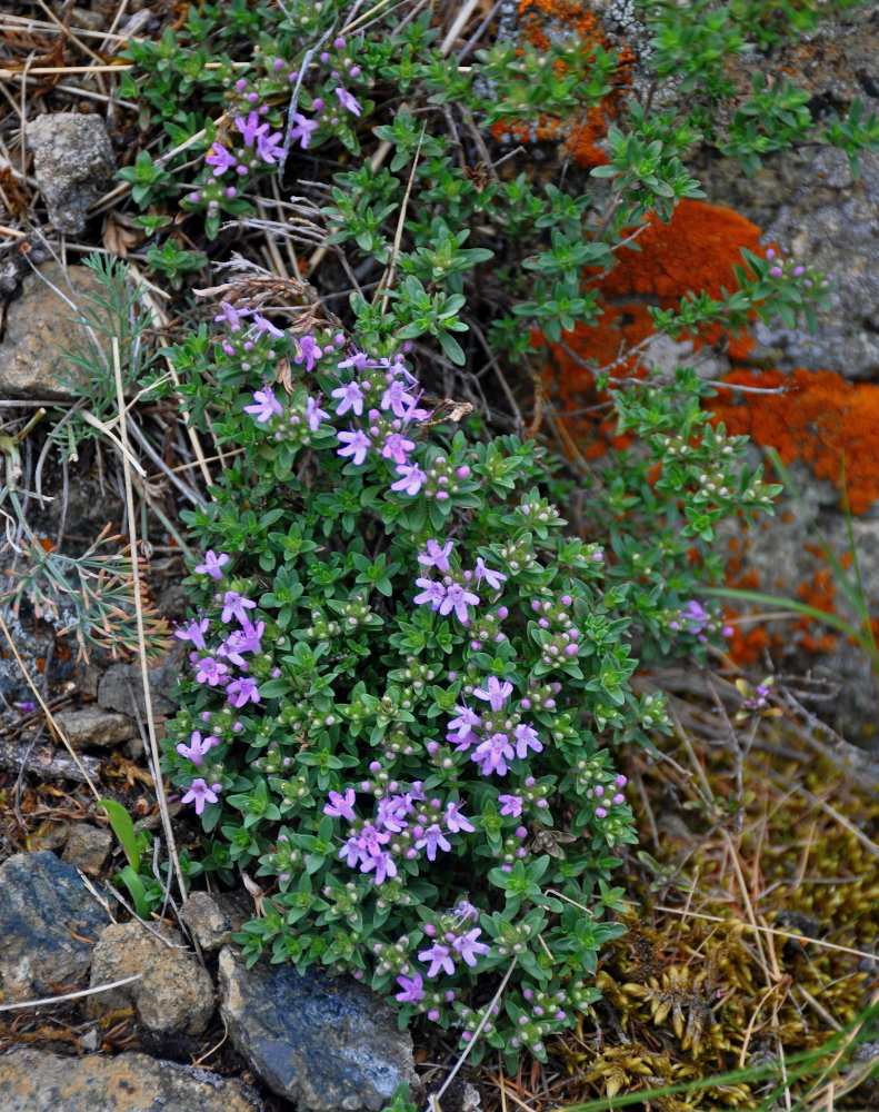 Изображение особи Thymus minussinensis.