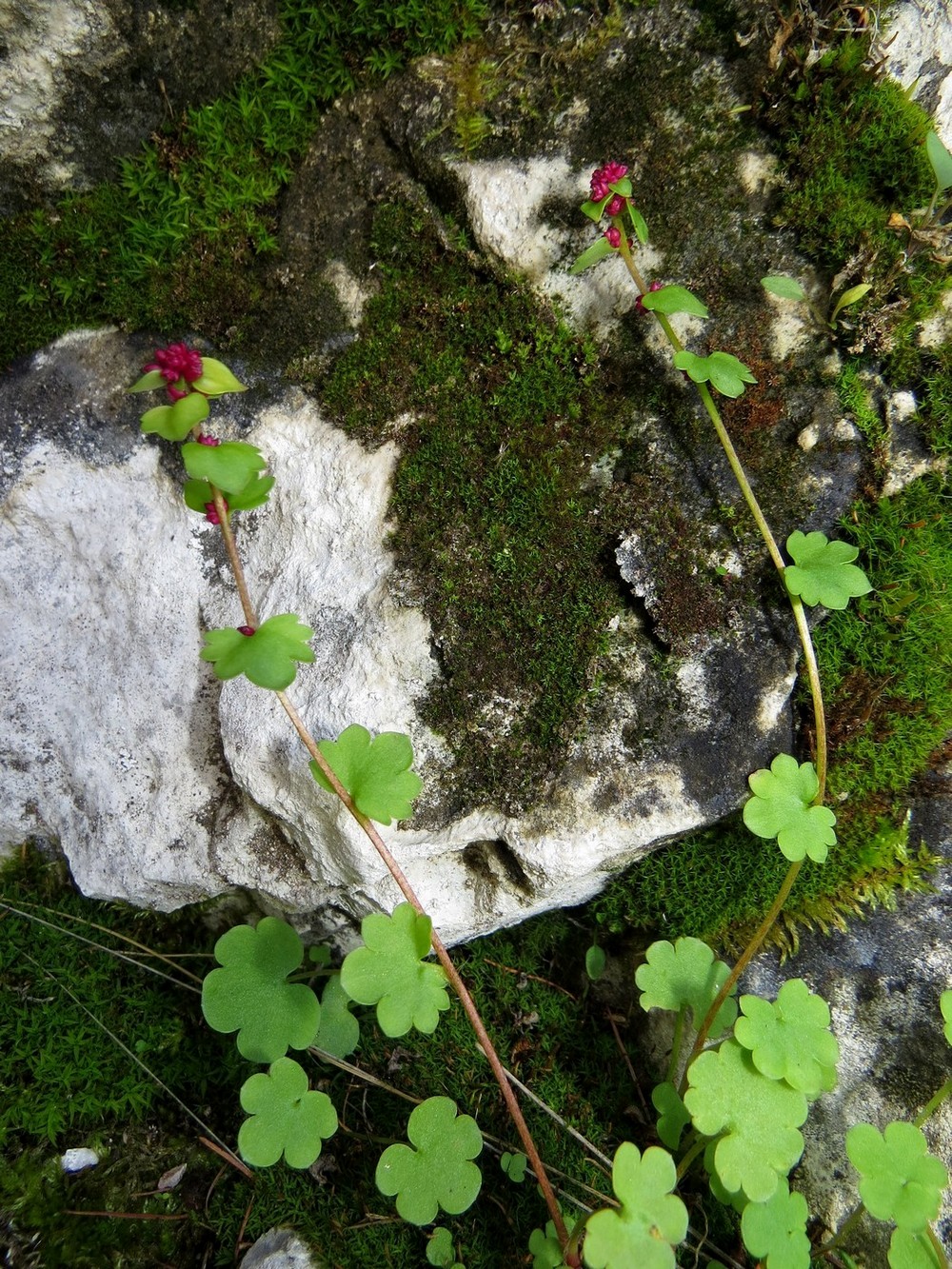 Image of Saxifraga cernua specimen.