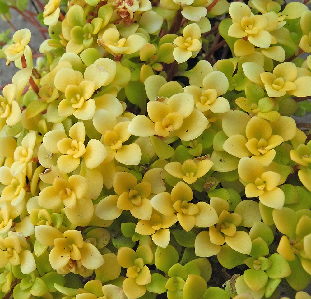 Image of Sedum makinoi specimen.