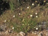 Cephalaria leucantha. Цветущие и плодоносящие растения. Хорватия, Дубровник, гора Srd, травянистый склон с одиночными кустарниками. 28 августа 2010 г.