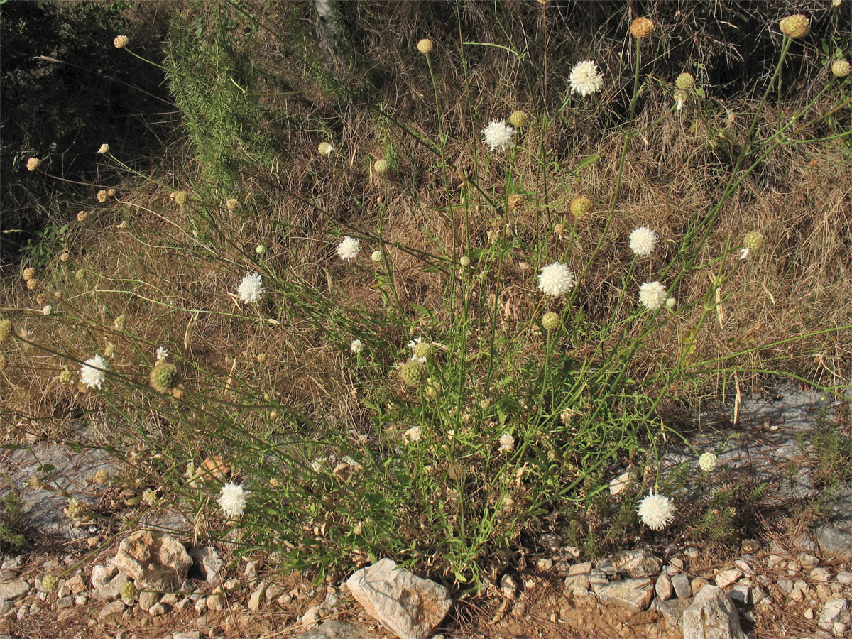 Изображение особи Cephalaria leucantha.