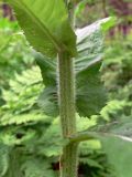 Cirsium helenioides. Средняя часть стебля. Пермский край, подножие Вогульского камня, смешанный лес, долина р. Жигалан. 30.06.2010.