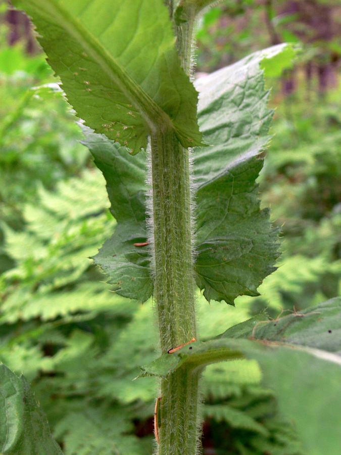 Изображение особи Cirsium helenioides.