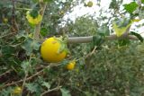 Solanum arundo