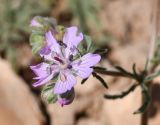 Geranium tuberosum