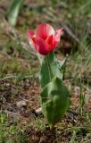 Tulipa berkariensis Rukšāns × Tulipa greigii