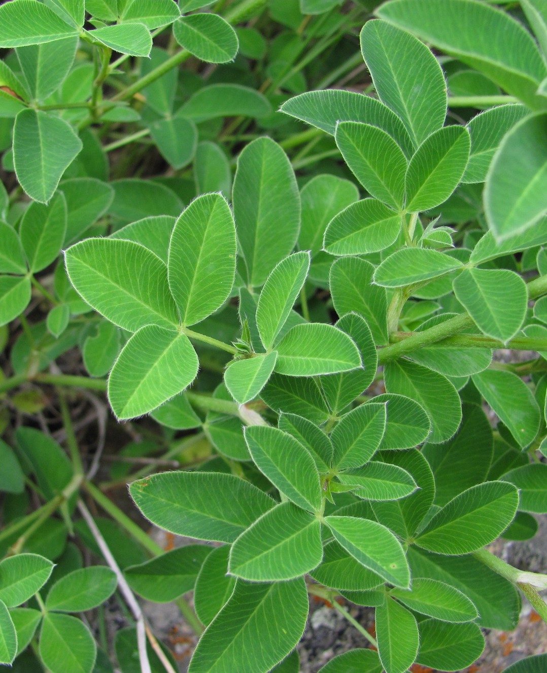 Image of Trifolium medium specimen.