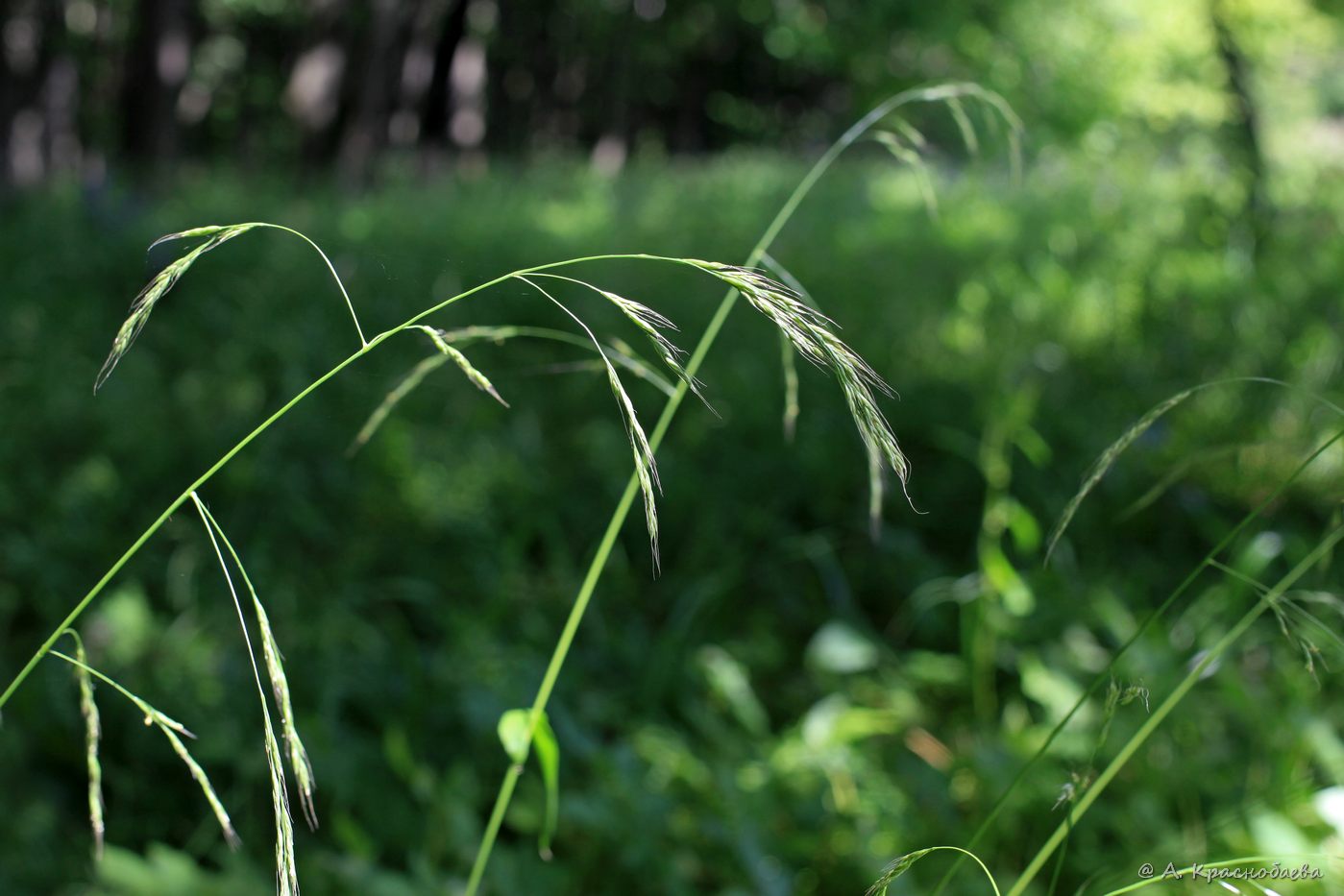 Изображение особи Festuca gigantea.