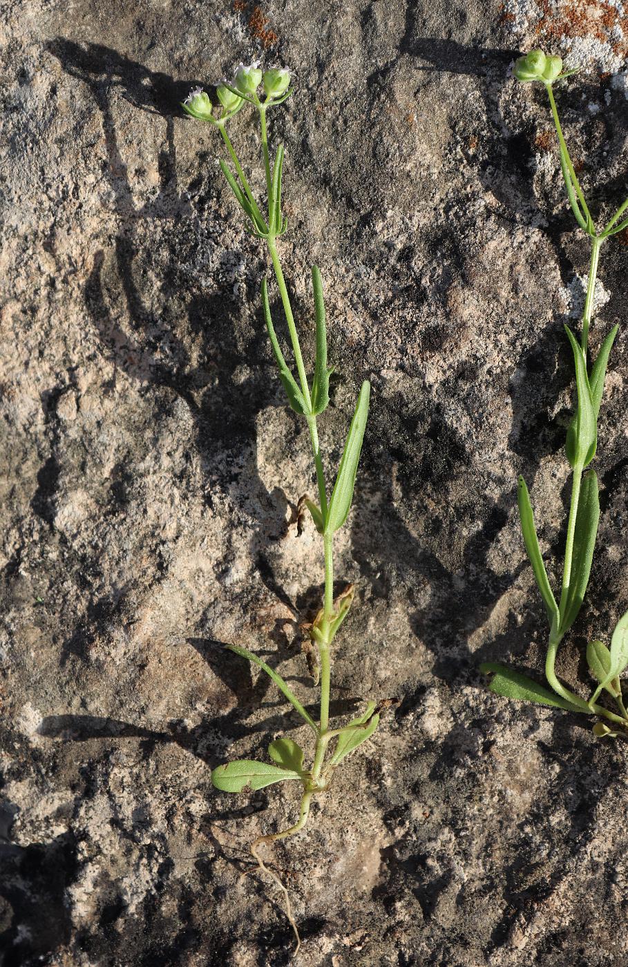 Image of Valerianella vesicaria specimen.