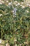 Lupinus albus