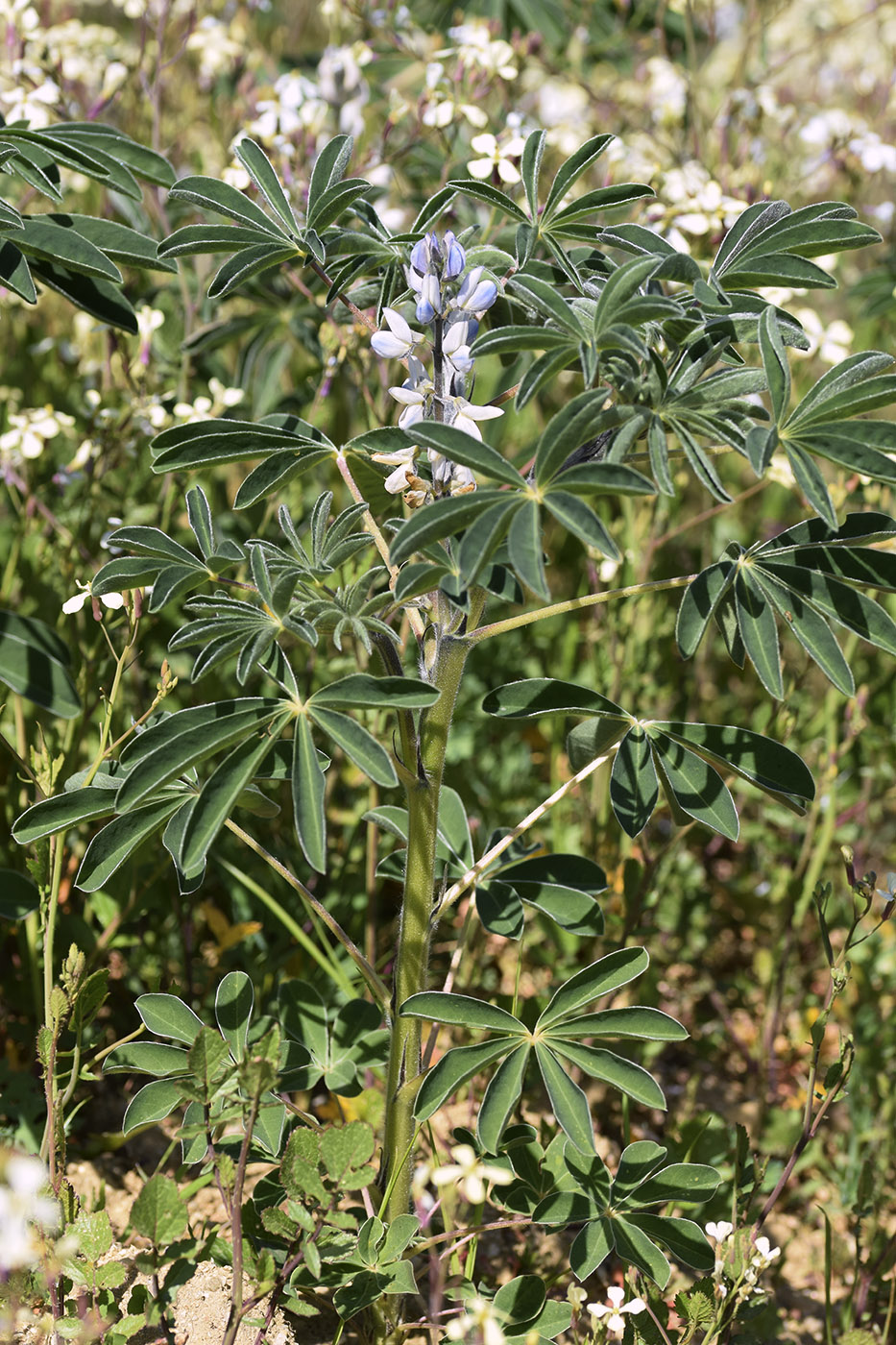 Изображение особи Lupinus albus.