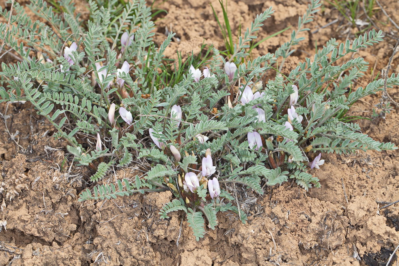 Image of Astragalus testiculatus specimen.