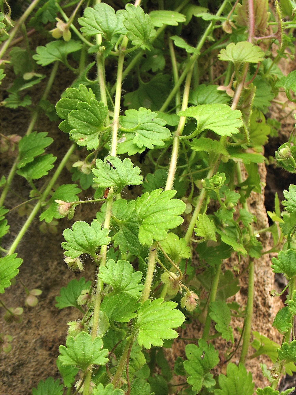 Image of Veronica cymbalaria specimen.