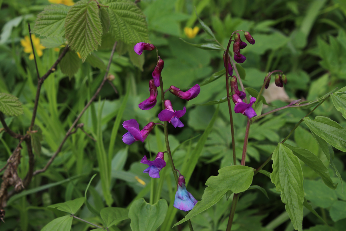 Изображение особи Lathyrus vernus.