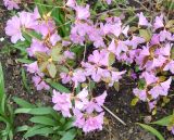 Rhododendron dauricum. Цветущее растение. Ярославская обл., г. Переславль-Залесский, Никольский монастырь, в культуре. Май 2021 г.