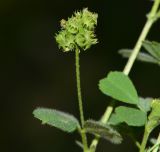 Medicago coronata. Побег с созревающим соплодием. Израиль, Нижняя Галилея, г. Верхний Назарет, заповедник Iris bismarckiana. 26.03.2017.