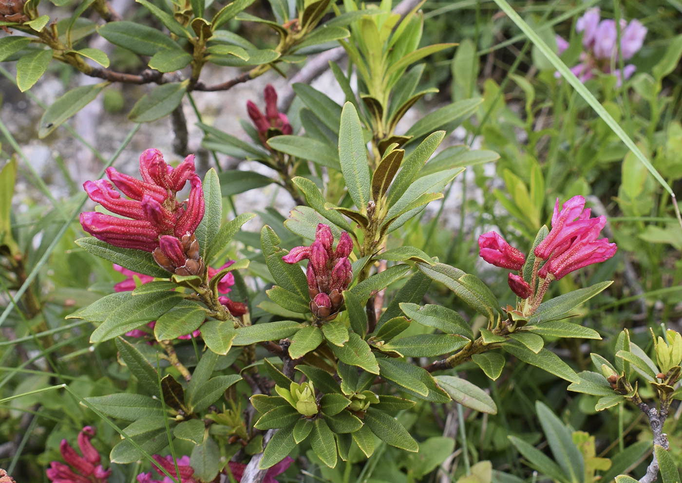 Image of Rhododendron ferrugineum specimen.