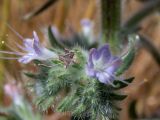 Echium biebersteinii. Цветки (в центре - отцветший). Греция, Эгейское море, о. Сирос, окр. пос. Фабрика (Φάμπρικα), заросший приусадебный участок. 20.04.2021.