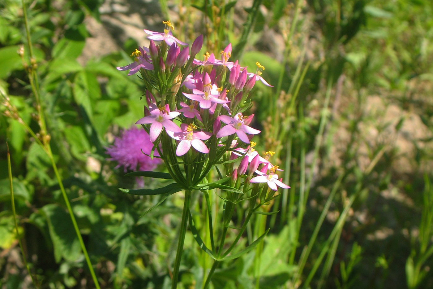 Image of Centaurium erythraea specimen.