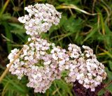 Achillea asiatica. Соцветия. Юго-восточный Казахстан, хр. Кетмень. 6 августа 2007 г.