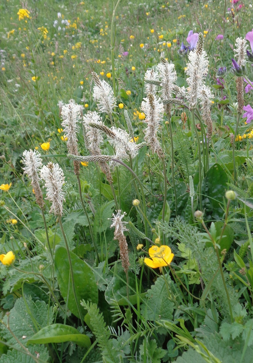 Image of Plantago media specimen.