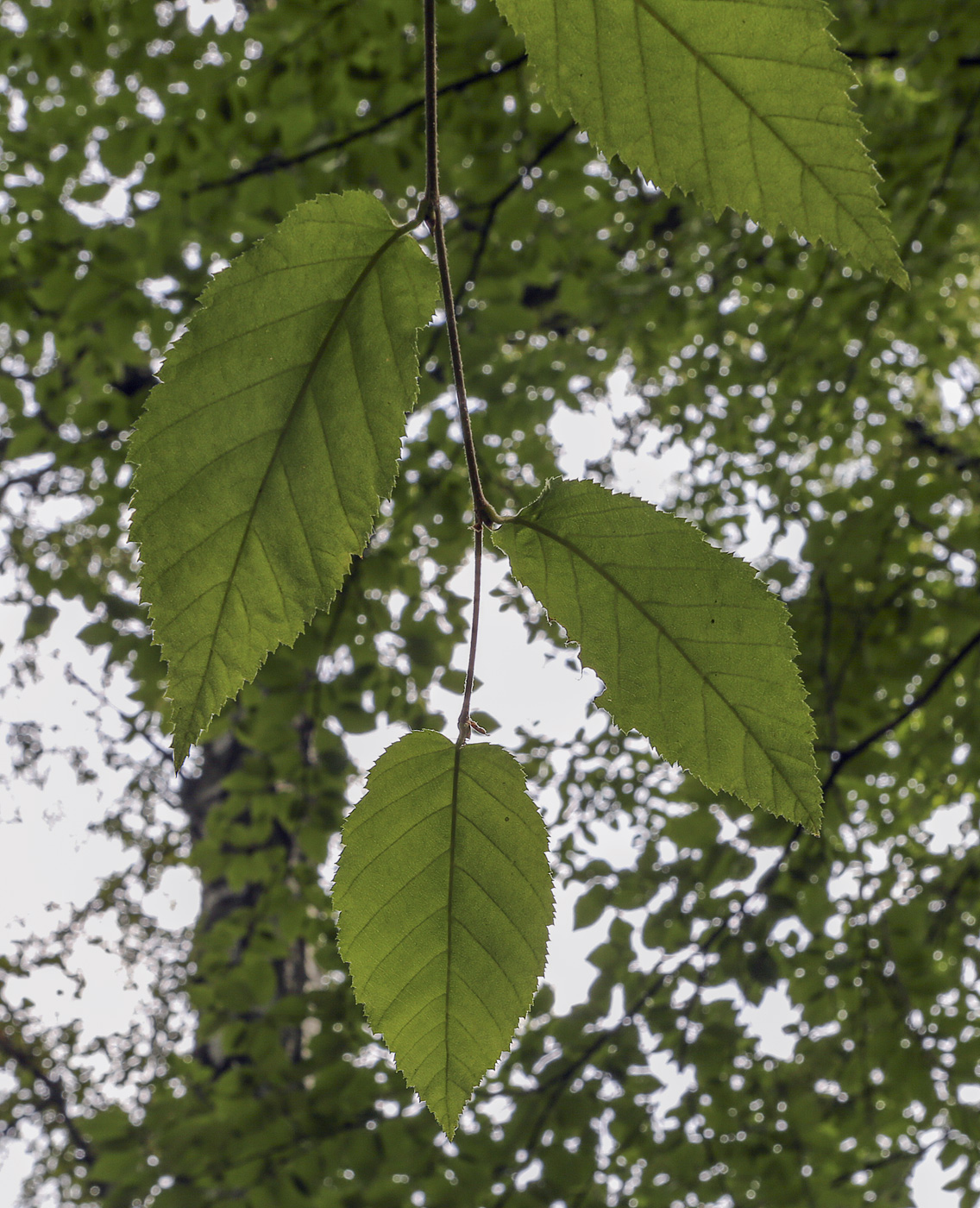 Image of Betula alleghaniensis specimen.