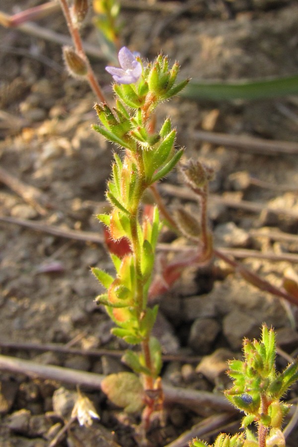 Image of Veronica verna specimen.