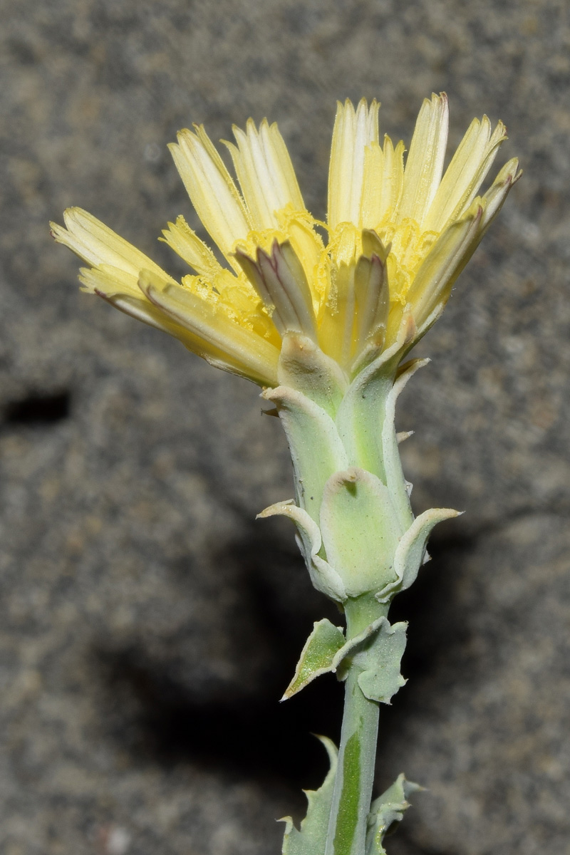 Изображение особи Rhabdotheca korovinii.