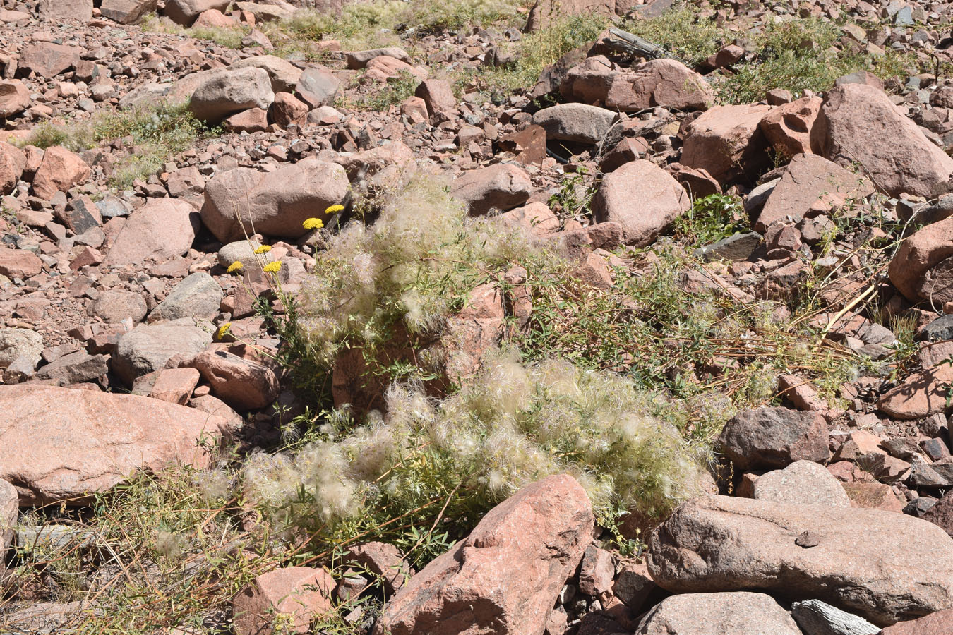 Image of Clematis orientalis specimen.
