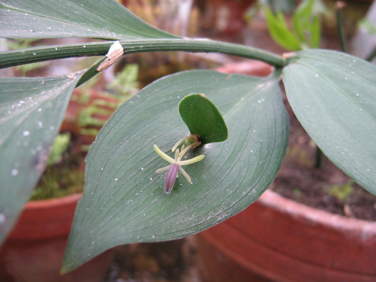 Изображение особи Ruscus hypoglossum.