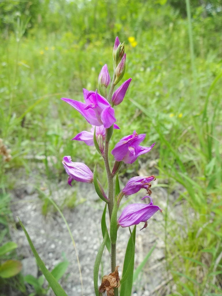 Изображение особи Cephalanthera rubra.