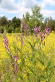 Astragalus varius. Верхушки побегов с соцветиями. Белгородская обл., Новооскольский р-н, заповедник \"Белогорье\", участок \"Стенки Изгорья\", пески, в сообществе с Galium verum. 11.06.2018.