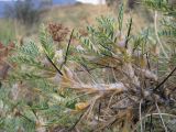 Astragalus bactrianus